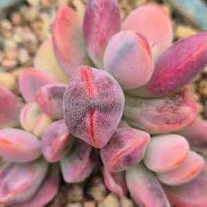 Round-leafed navel-wort(Cotyledon orbiculata)