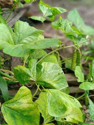 Yam bean(Pachyrhizus erosus)