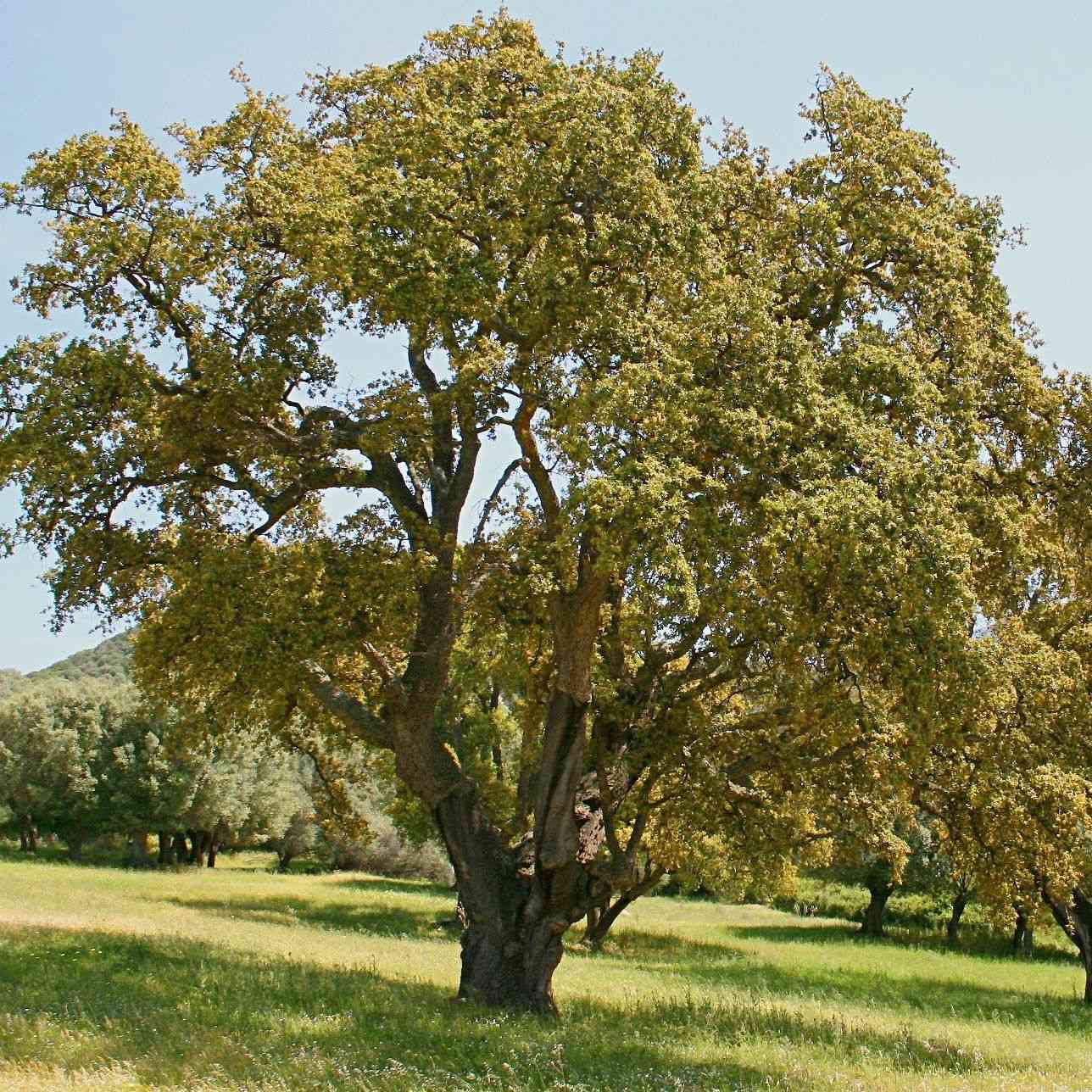Cork oak(Quercus suber)
