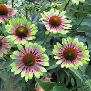 Purple coneflower(Echinacea purpurea)