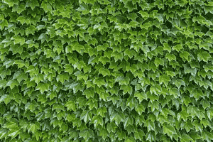 Boston ivy(Parthenocissus tricuspidata)