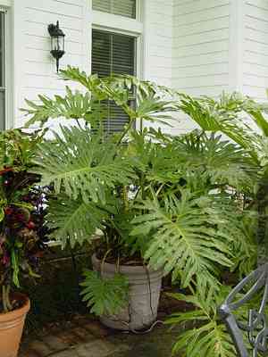 Selloum(Philodendron bipinnatifidum)