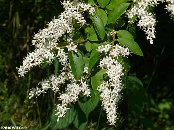 Chinese privet(Ligustrum sinense)