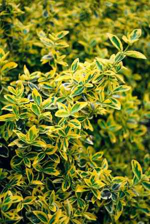 Wintercreeper(Euonymus fortunei)