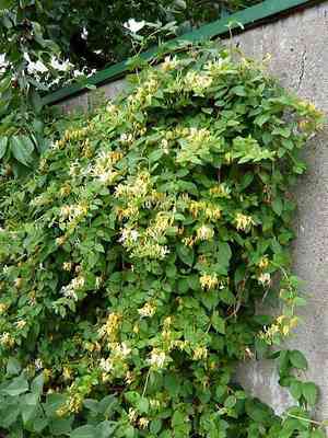 Japanese honeysuckle(Lonicera japonica)