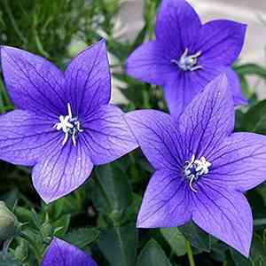 Balloon flower(Platycodon grandiflorus)