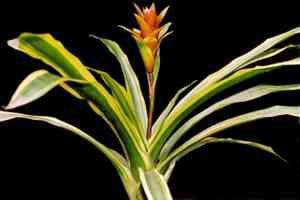 Canistropsis billbergioides(Canistropsis billbergioides)