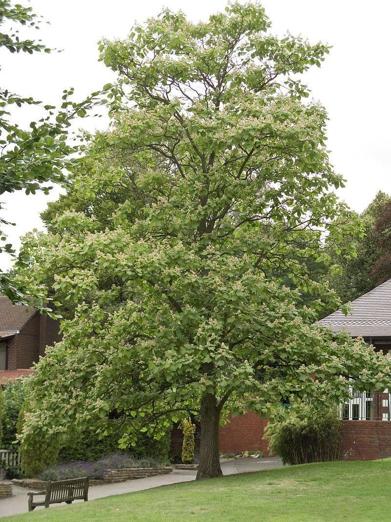 Chinese catalpa