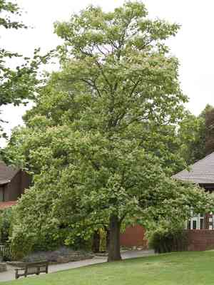 Chinese catalpa(Catalpa ovata)