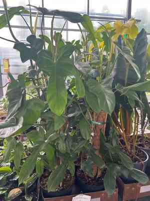 Philodendron bipennifolium(Philodendron bipennifolium)