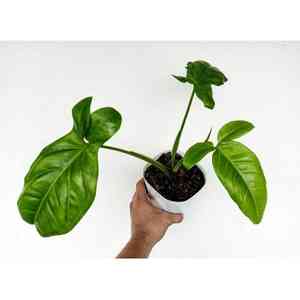 Arrowhead vine(Syngonium auritum)