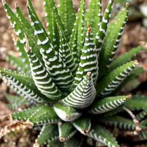 Zebra plant(Haworthiopsis fasciata)