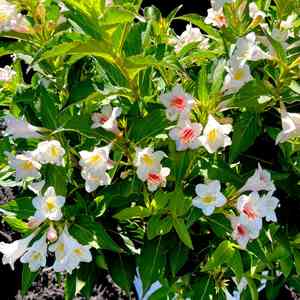 Old fashioned weigela(Weigela florida)