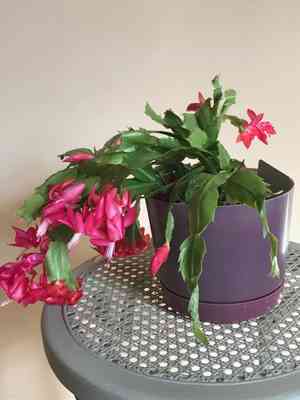 Schlumbergera russelliana(Schlumbergera russelliana)