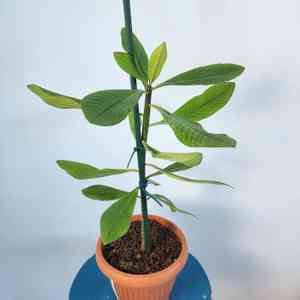 African Milk Bush(Euphorbia umbellata)