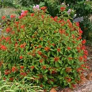 Firebush(Hamelia patens)