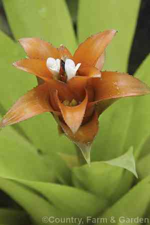 Nidularium billbergioides(Nidularium billbergioides)