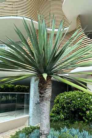 Dragon tree(Dracaena draco)