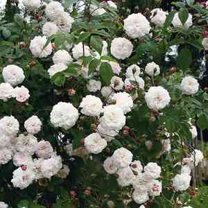 Evergreen rose(Rosa sempervirens)