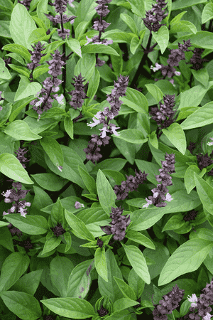 Sweet basil(Ocimum basilicum)