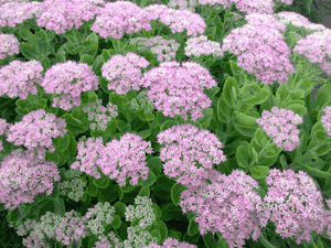 Showy stonecrop(Hylotelephium spectabile)