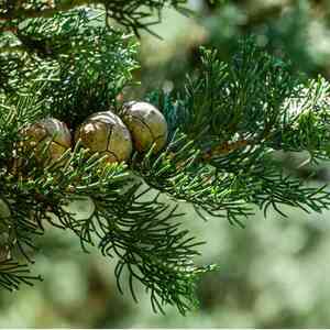 Mediterranean cypress(Cupressus sempervirens)