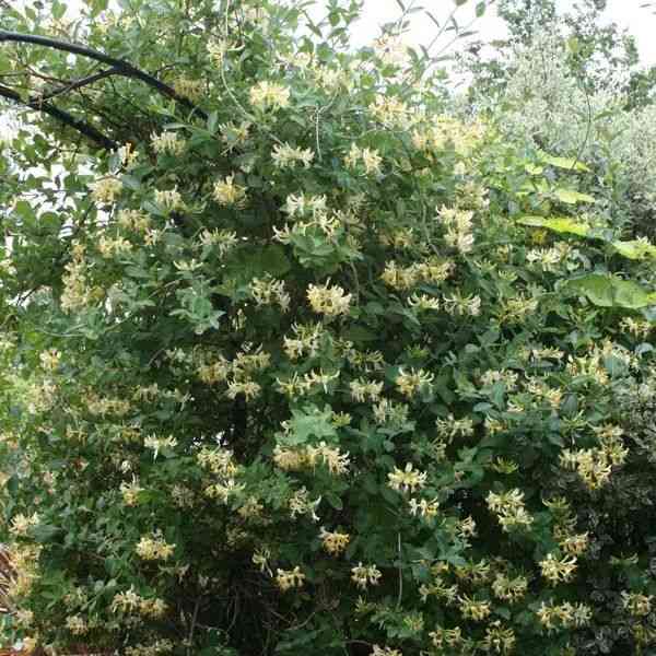 Japanese honeysuckle(Lonicera japonica)