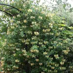Japanese honeysuckle(Lonicera japonica)