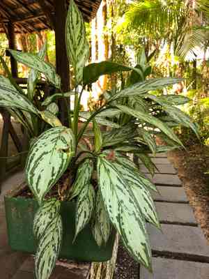 Chinese evergreen(Aglaonema commutatum)