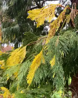 Incense cedar(Calocedrus decurrens)