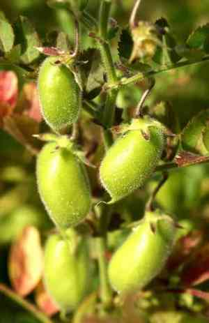 Chick Pea(Cicer arietinum)