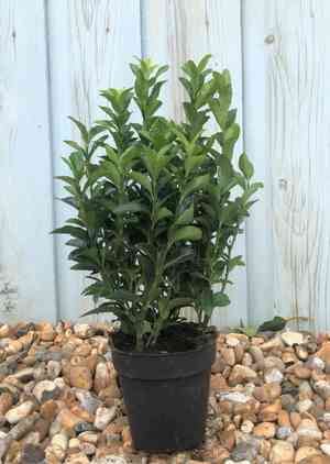 Evergreen spindle(Euonymus japonicus)