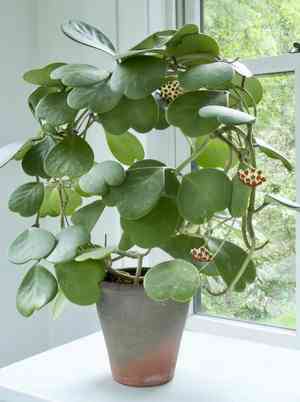 Sweetheart plant(Hoya kerrii)