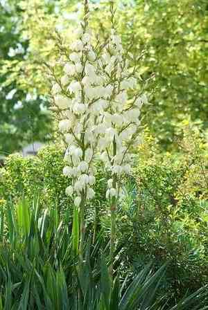 Adam's needle(Yucca filamentosa)