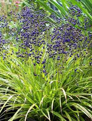 Flax lily(Dianella ensifolia)