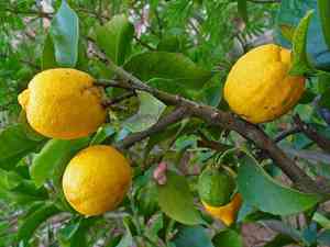 Citron(Citrus medica)