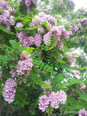 Clammy locust(Robinia viscosa)
