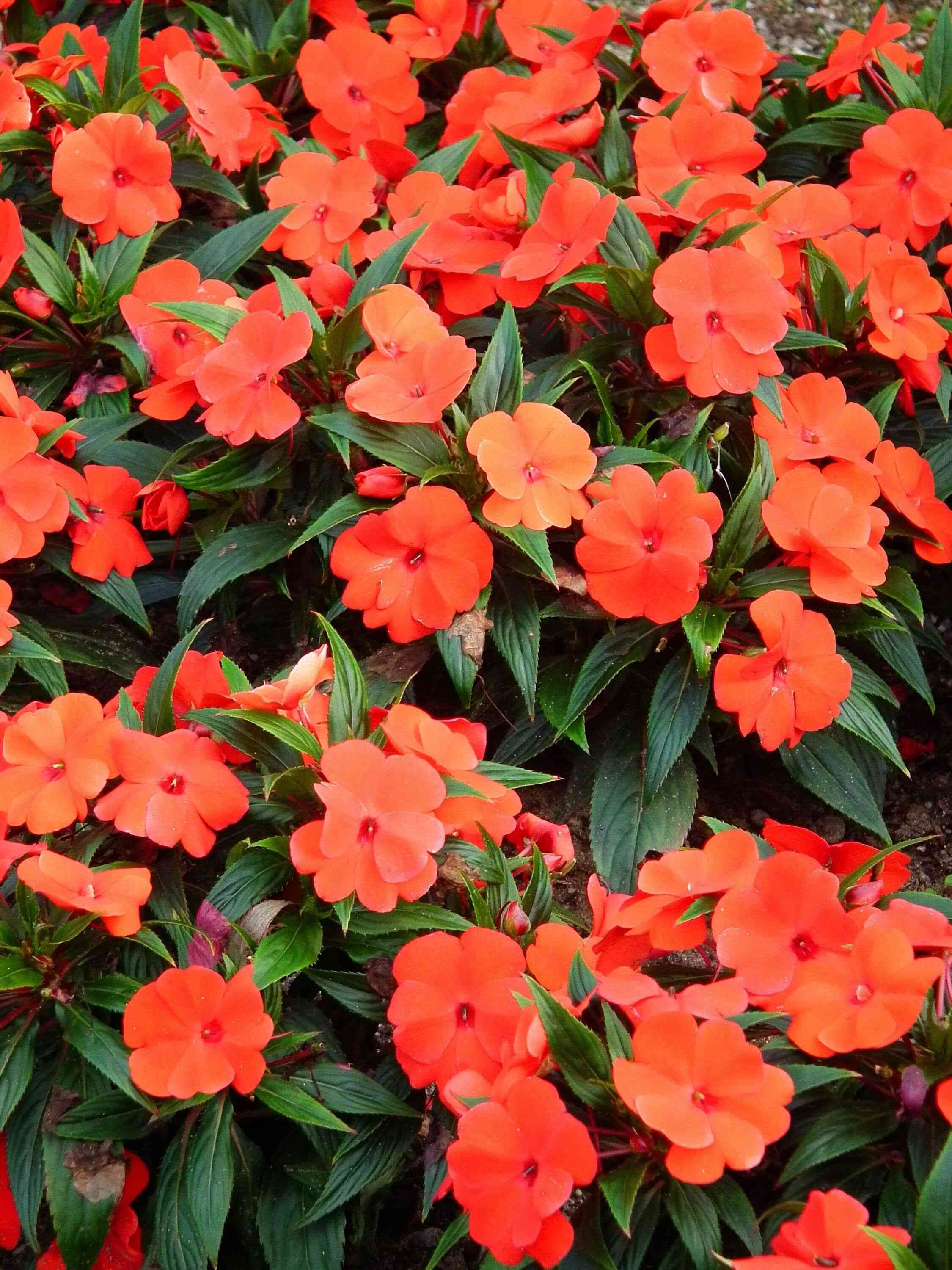 Busy lizzie(Impatiens walleriana)