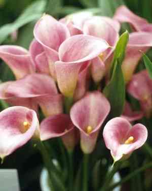 Pink calla lily(Zantedeschia rehmannii)