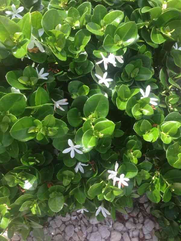 Natal plum(Carissa macrocarpa)