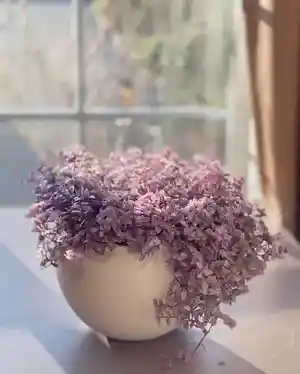 Turtle vine(Callisia repens)