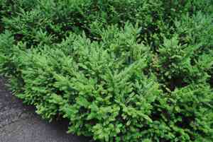 Canada yew(Taxus canadensis)