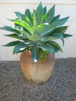 Foxtail agave(Agave attenuata)
