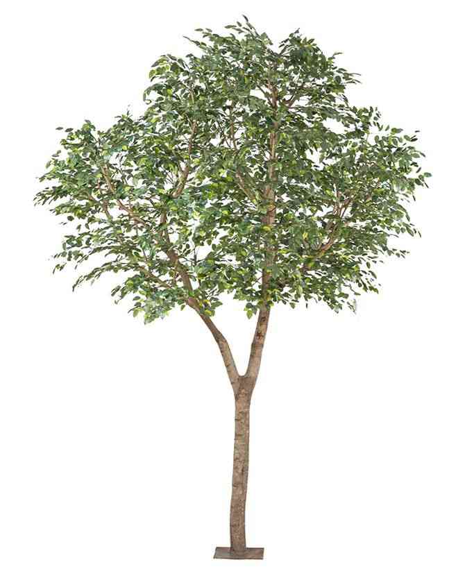 Weeping fig(Ficus benjamina)