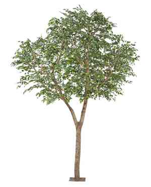 Weeping fig(Ficus benjamina)