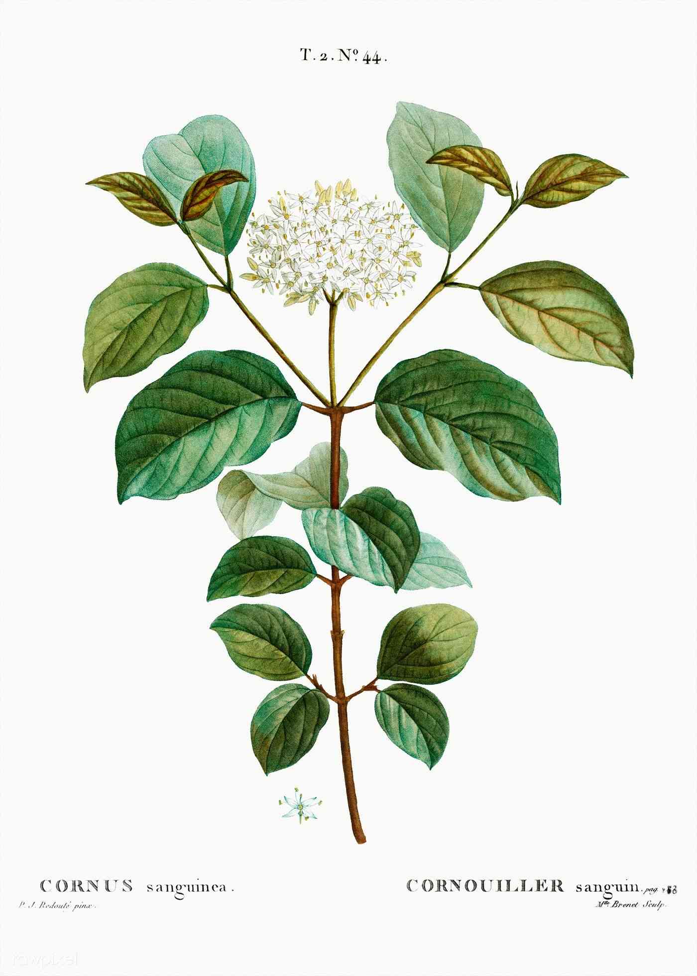 Cornus sanguinea(Cornus sanguinea)
