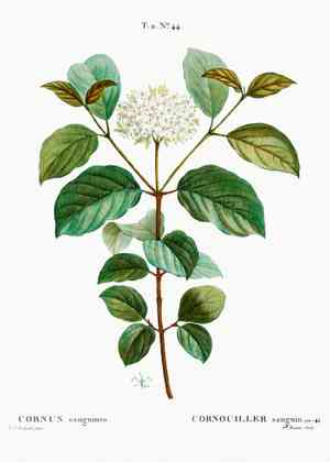 Cornus sanguinea(Cornus sanguinea)