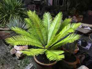 Cycas siamensis(Cycas siamensis)