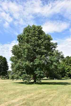 Swamp white oak(Quercus bicolor)