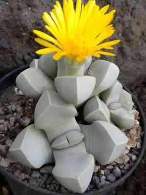 Truncate living stone(Lithops pseudotruncatella)
